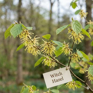 Witch Hazel Extract